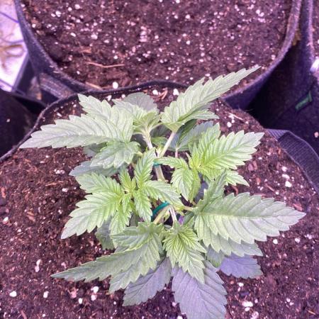 Grandpa Zombie Genetics Fem - Izi Farms