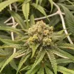 Granny’s Home by Seedstockers