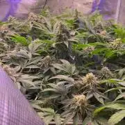 6 STRAINS, 7 PLANTS - SCROG - BIOTABS