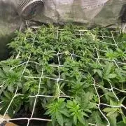 Diips Garlic Mint Sherbert BIOTABS