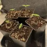 Blue Dream - Barneys farm - FC3000evo