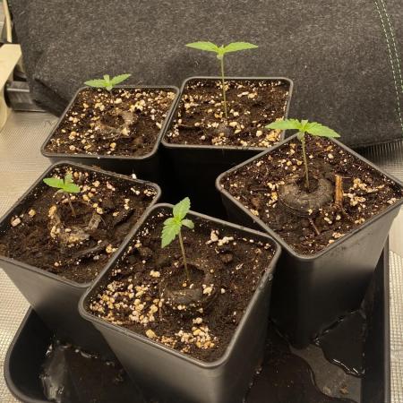 Blue Dream - Barneys farm - FC3000evo