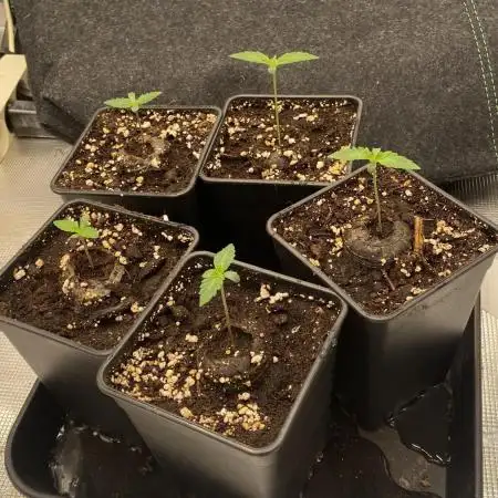 Blue Dream - Barneys farm - FC3000evo