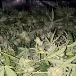 Granny’s Home by Seedstockers