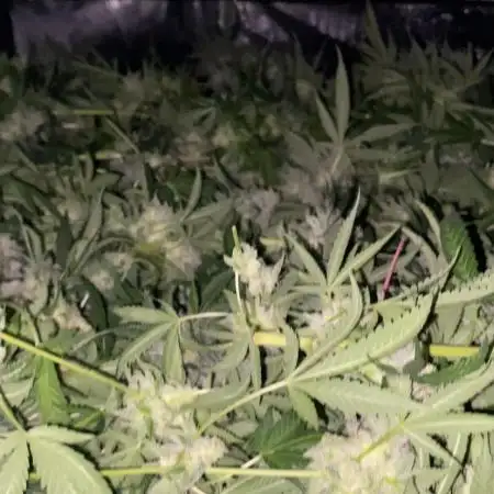 Granny’s Home by Seedstockers