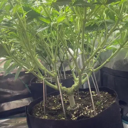 Granny’s Home by Seedstockers