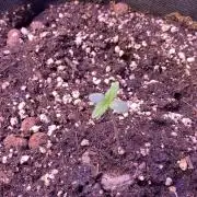 Papaya Frosting - Barneys Farm