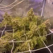 Mentha De Croco - TerpyZ. Mutant