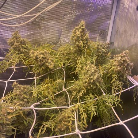 Mentha De Croco - TerpyZ. Mutant