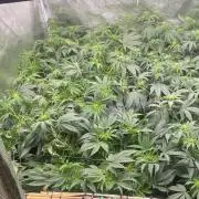 Blue Dream - Barneys farm - FC3000evo