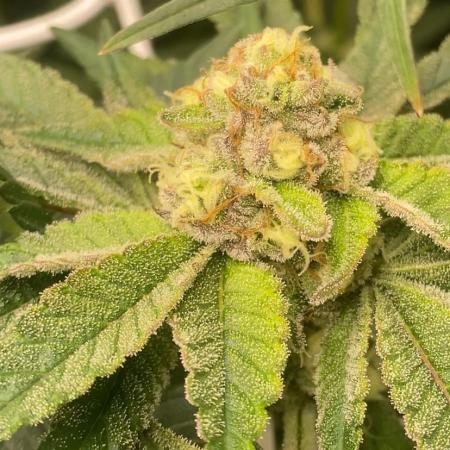 Orange Budd 2.0 by Dutch Passion