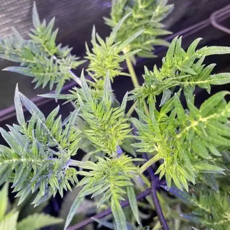 Mentha De Croco - TerpyZ. Mutant