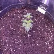 Mentha De Croco - TerpyZ. Mutant