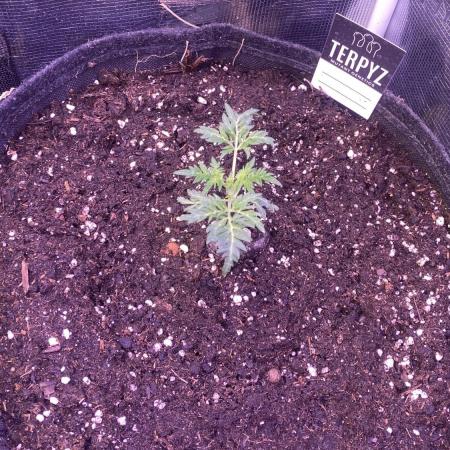 Mentha De Croco - TerpyZ. Mutant