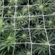 Blue Dream - Barneys farm - FC3000evo