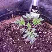 Mentha De Croco - TerpyZ. Mutant