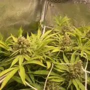 Mazar Kush - World Of Seeds