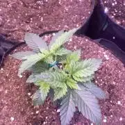 Grandpa Zombie Genetics Fem - Izi Farms