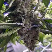 Tom Hills - Deep Chunk - reg photo