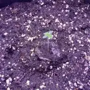 Sticky Wasabi Triploid  Growers Choice