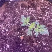 Mentha De Croco - TerpyZ. Mutant