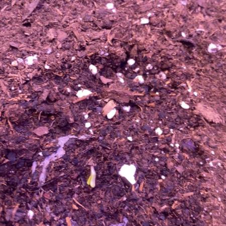 Eternity Growcup 2026 - Sticky Broccoli