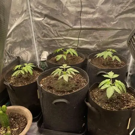 Blue Dream - Barneys farm - FC3000evo