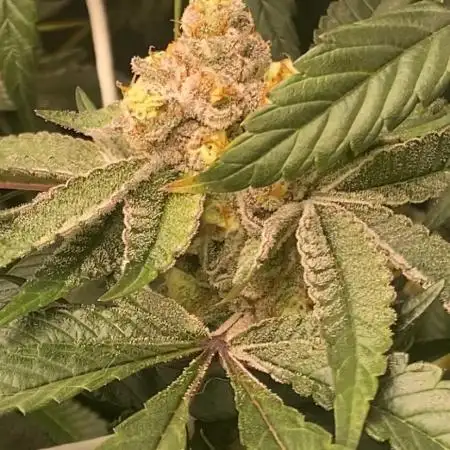 Orange Budd 2.0 by Dutch Passion