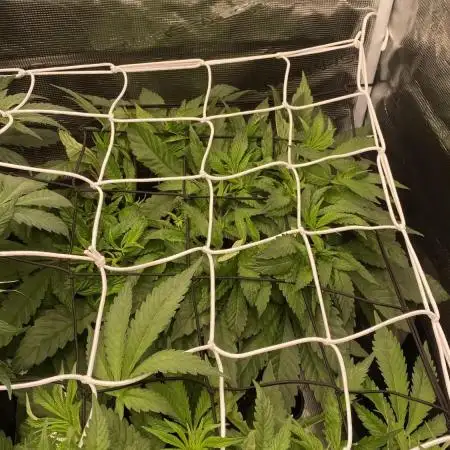 Orange Budd 2.0 by Dutch Passion