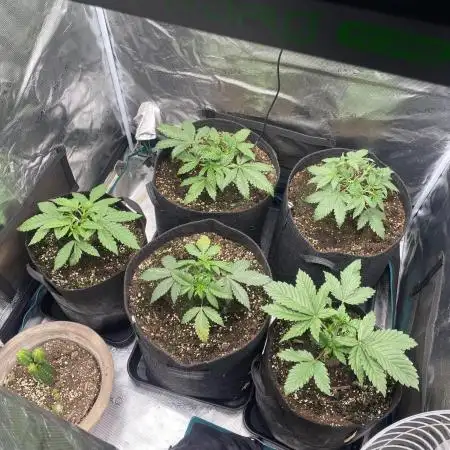 Blue Dream - Barneys farm - FC3000evo