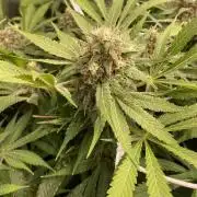 Mazar Kush - World Of Seeds
