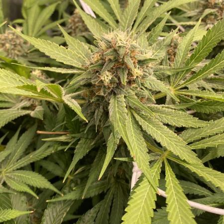 Mazar Kush - World Of Seeds