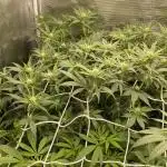 Forbidden Mochi Fem by SeedStockers