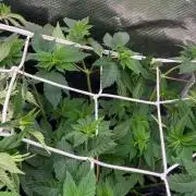 Crunch - World Breeders - BIOTABS