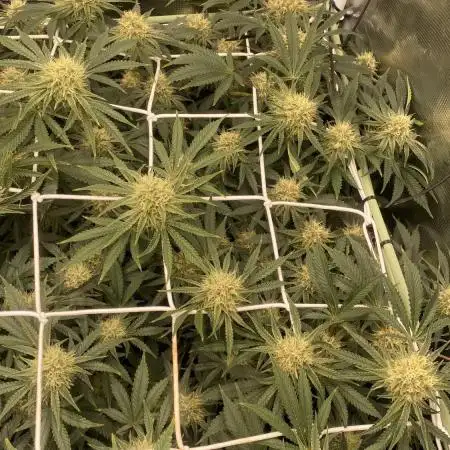 Blue Dream - Barneys farm - FC3000evo