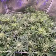 6 STRAINS, 7 PLANTS - SCROG - BIOTABS