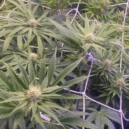 Papaya Frosting - Barneys Farm