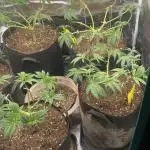 Blue Dream - Barneys farm - FC3000evo