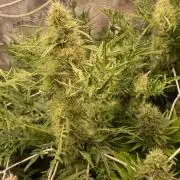 Mentha De Croco - TerpyZ. Mutant