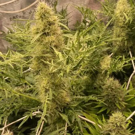 Mentha De Croco - TerpyZ. Mutant