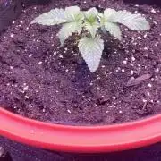 Zamnesia - Hindu Kush - Landrace - Fem