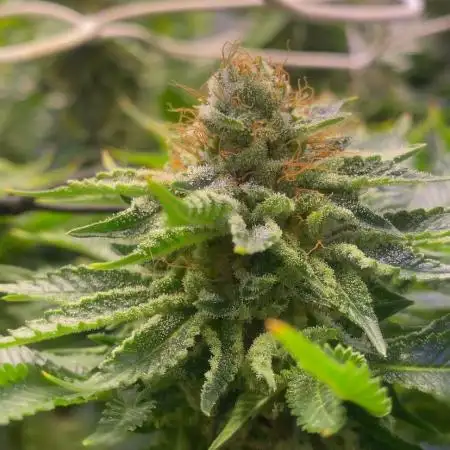 Grandpa Zombie Genetics Fem - Izi Farms