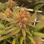 Forbidden Mochi Fem by SeedStockers