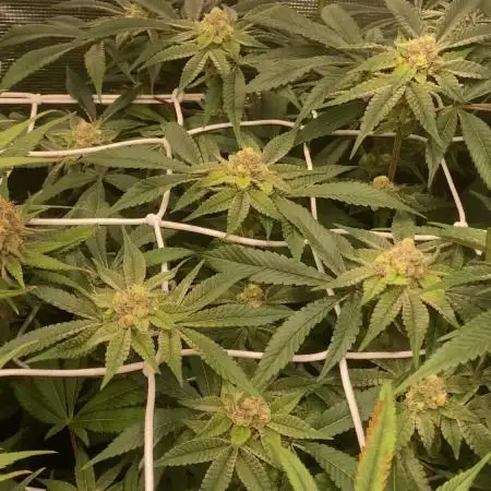 Orange Budd 2.0 by Dutch Passion