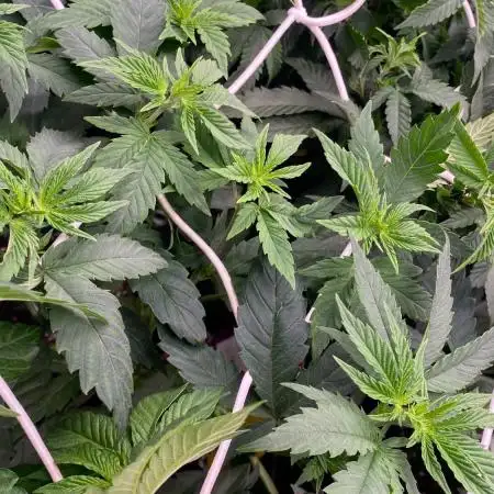 BF INSANE OG - BIOTABS GROW