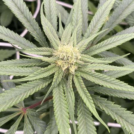 Granny’s Home by Seedstockers