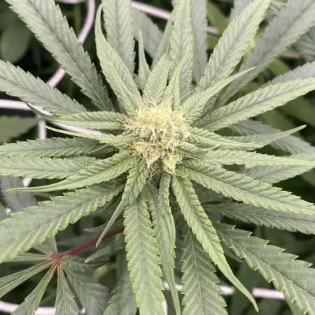 Granny’s Home by Seedstockers