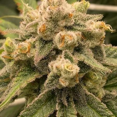 Granny’s Home by Seedstockers
