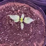 Tom Hills - Deep Chunk - reg photo