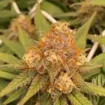 Forbidden Mochi Fem by SeedStockers